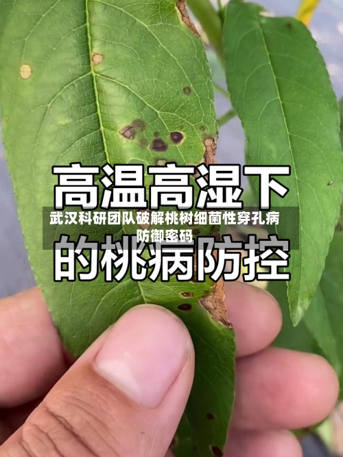 武汉科研团队破解桃树细菌性穿孔病防御密码-第3张图片