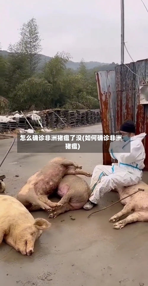 怎么确诊非洲猪瘟了没(如何确诊非洲猪瘟)