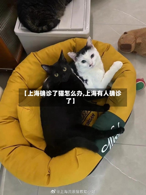 【上海确诊了猫怎么办,上海有人确诊了】